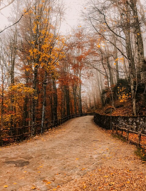 Foto straße inmitten von bäumen im herbst