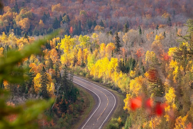 Straße inmitten von Bäumen im Herbst