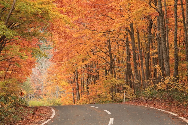 Straße inmitten von Bäumen im Wald im Herbst