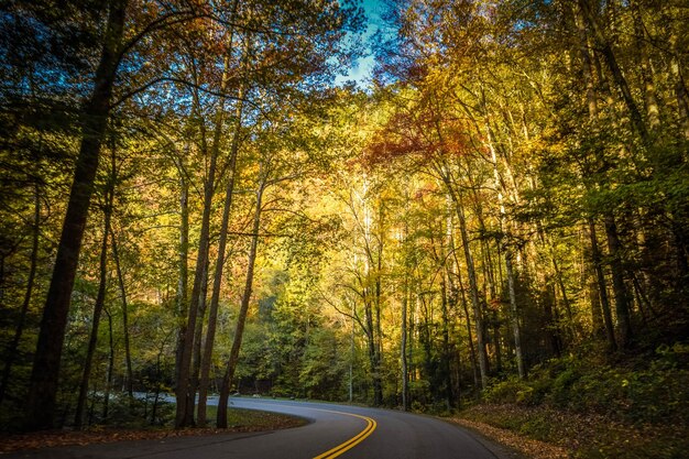 Foto straße inmitten von bäumen im wald im herbst