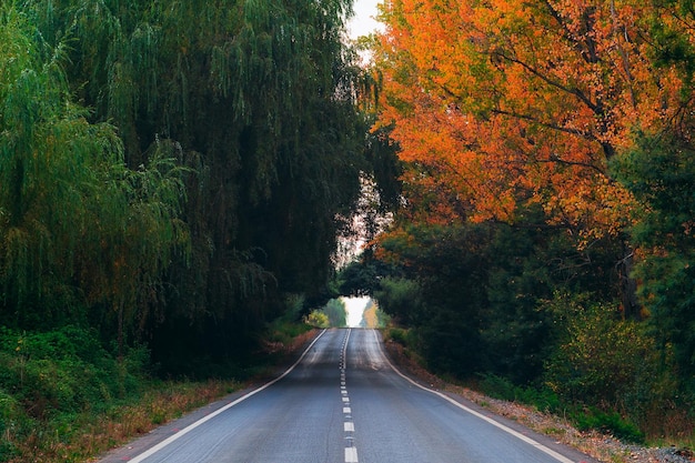 Straße inmitten von Bäumen im Wald im Herbst