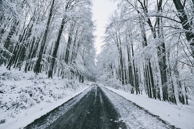 Straße inmitten von Bäumen im Wald im Winter