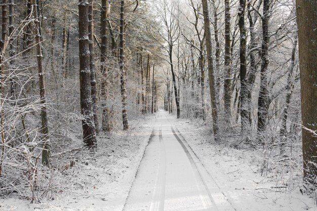 Straße inmitten von Bäumen im Wald im Winter