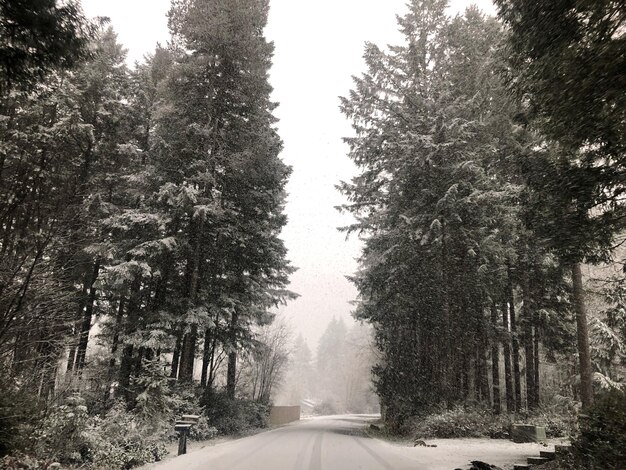 Foto straße inmitten von bäumen im wald im winter