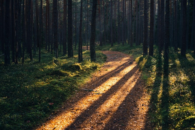 Straße inmitten von Bäumen im Wald