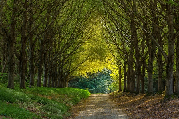 Straße inmitten von Bäumen im Wald