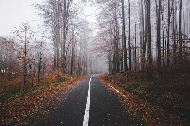 Foto straße inmitten von bäumen im wald