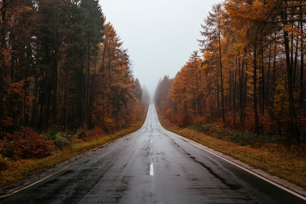 Straße inmitten von Bäumen im Wald