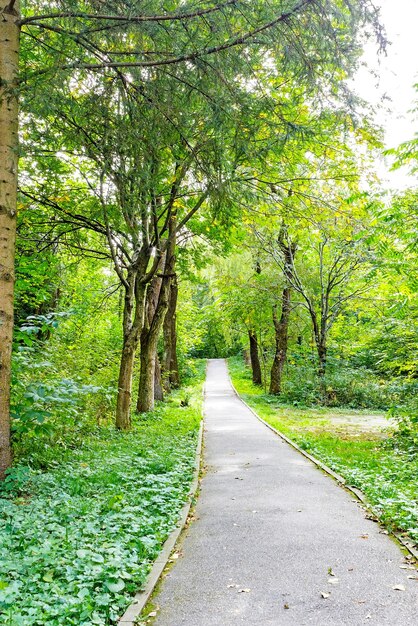 Straße inmitten von Bäumen im Wald