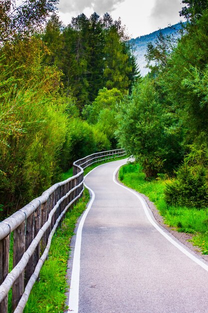 Straße inmitten von Bäumen im Wald