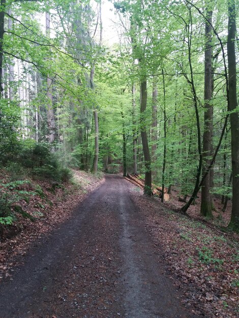 Foto straße inmitten von bäumen im wald