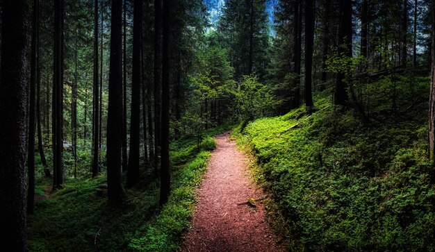 Straße inmitten von Bäumen im Wald