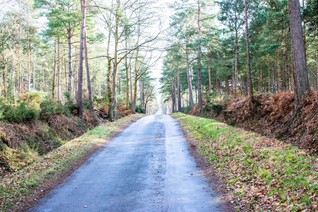 Straße inmitten von Bäumen im Wald