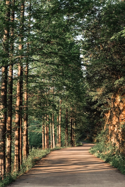 Straße inmitten von Bäumen im Wald