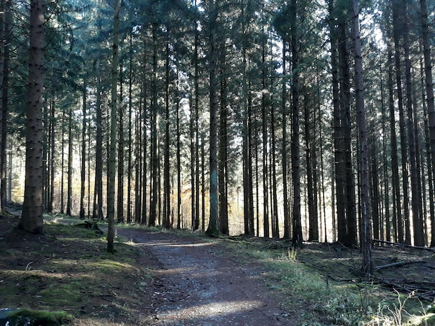 Straße inmitten von Bäumen im Wald