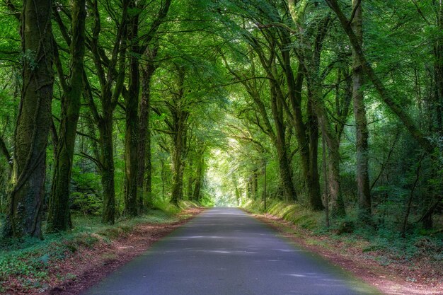 Foto straße inmitten von bäumen im wald