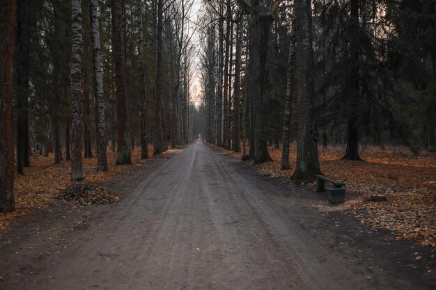 Straße inmitten von Bäumen im Wald