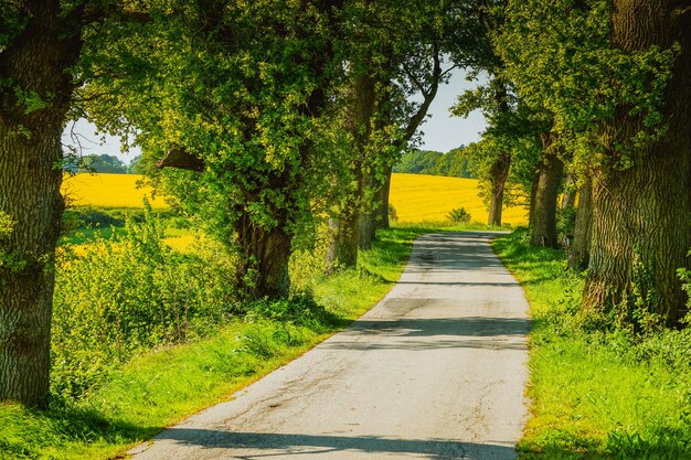 Foto straße inmitten von bäumen und pflanzen