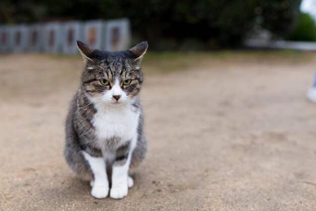 Straße Katze