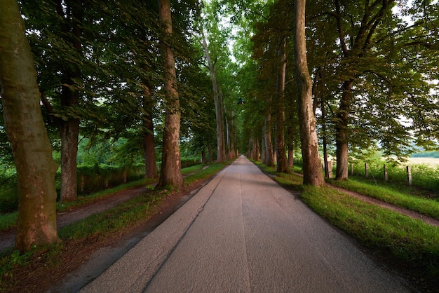 Straße mit Bäumen an einem frischen Sommermorgen in einer schönen Gasse