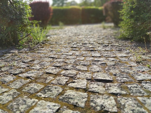 Straße mit Kopfsteinpflaster im geräucherten Park zwischen beschnittenen Büschen Alte Steine