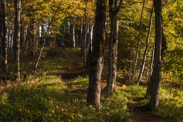 Straße mit orange und grünen Blättern im malerischen Herbstwald