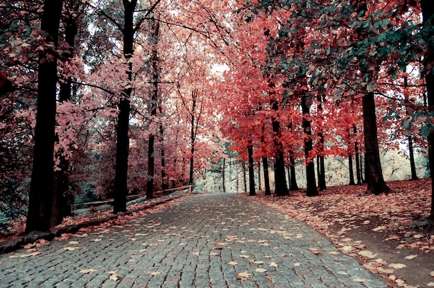 Straße mit Pflastersteinen im Herbstpark gepflastert, Weg zum Gehen an den Seiten, wo Bäume mit gelben Blättern