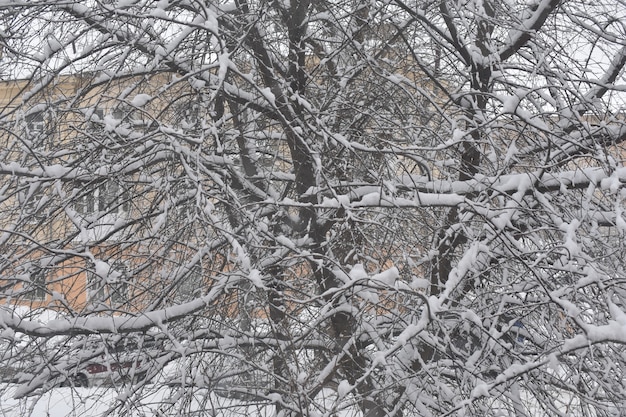 Straße und Bäume im Schnee