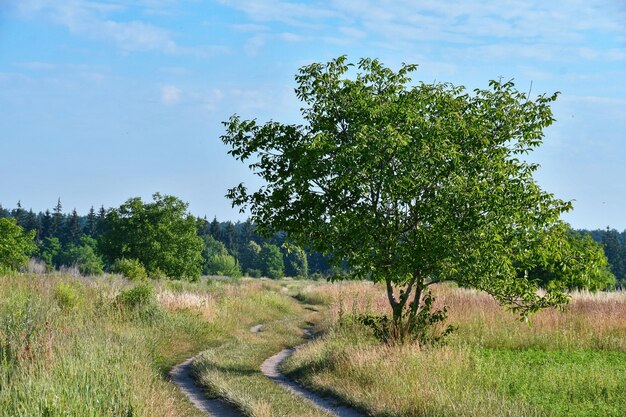 Straße vom Dorf zum Wald