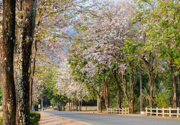 Straße zusammen mit Blumenbäumen in voller Blüte