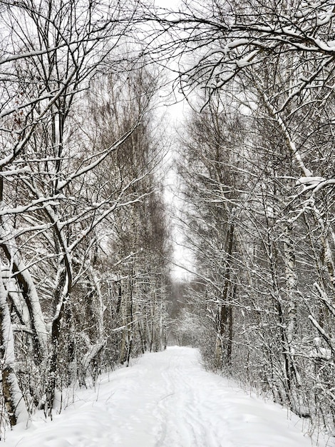 Straße zwischen Baumreihen im Winterwald