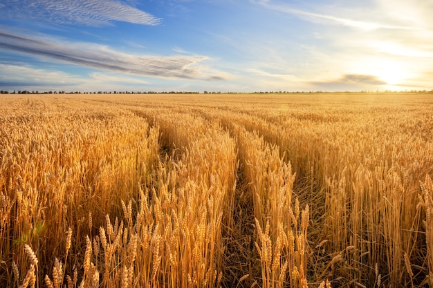 Straße zwischen goldenen Ohren des Weizens im Feld unter blauem Himmel