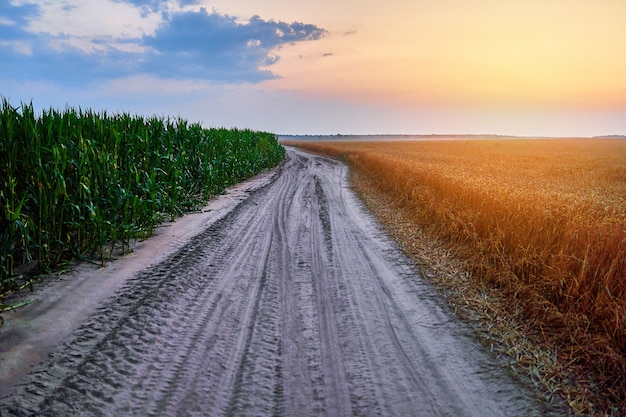 Straße zwischen reifem grünem Mais und gelb-goldenen Getreidefeldern auf dem Land