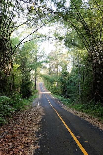 Straßen und Kiefern im Wald von Thung Salaeng Luang