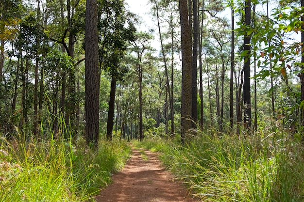 Straßen und Kiefern im Wald von Thung Salaeng Luang