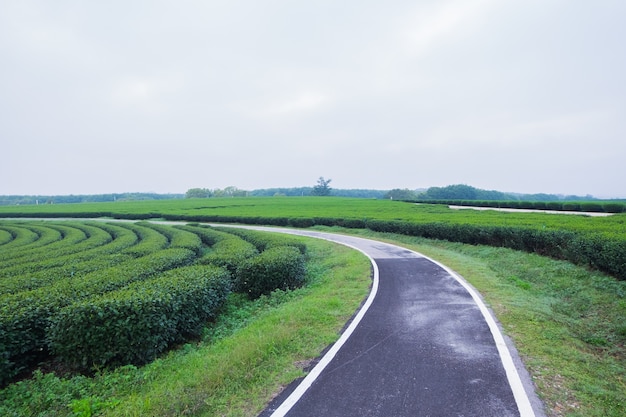 Straßen- und Teefarm