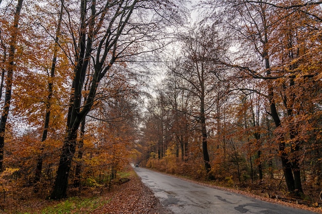 Straßenansicht im Naturherbstwald