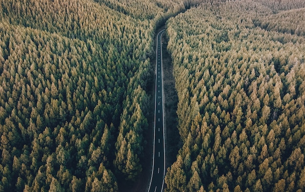 Straßenblickbereich mitten im Wald