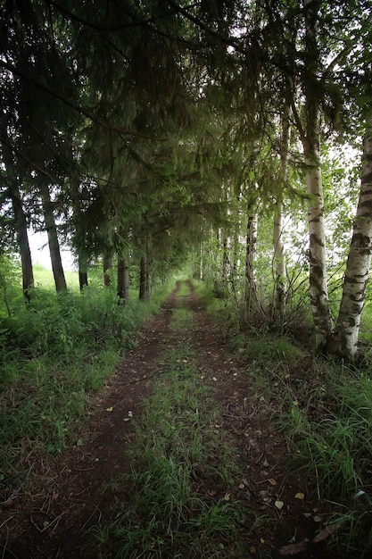 Straßenboden Waldbaum