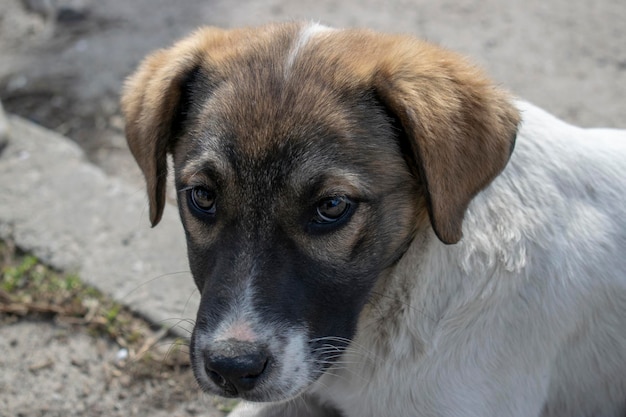 Straßenhund mit einem traurigen Blick, der auf der Straße sitzt