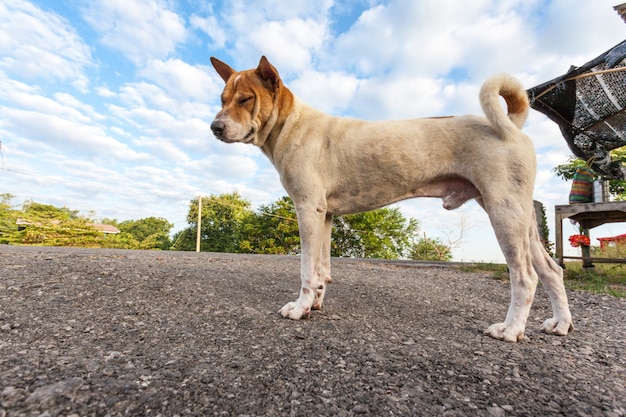 Straßenhund