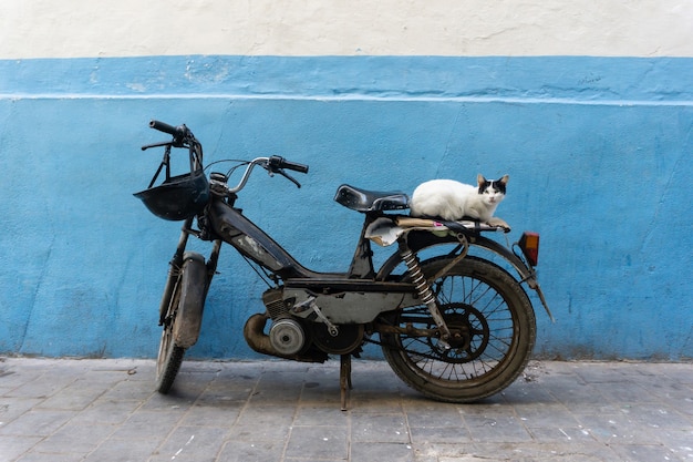 Straßenkatze auf den Straßen von Marrakesch und von Essaouira in Marokko