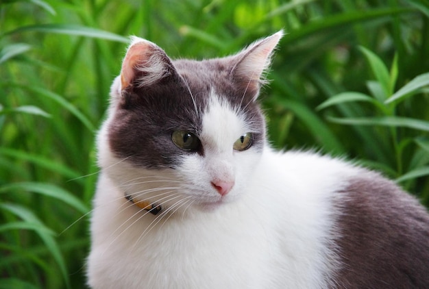 Straßenkatze, die im Gras sitzt