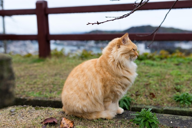 Straßenkatze im Park