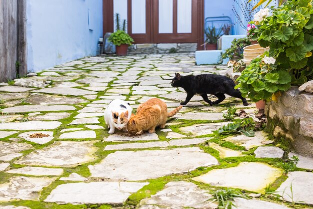 Straßenkatzen, die Nahrung essen - Konzept der obdachlosen Tiere.