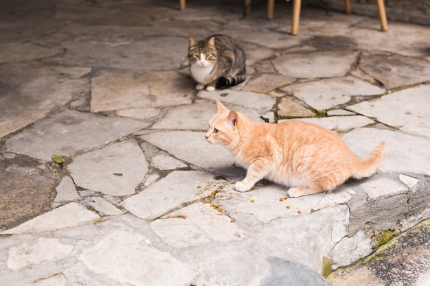 Straßenkatzen, die Nahrung essen - Konzept der obdachlosen Tiere.