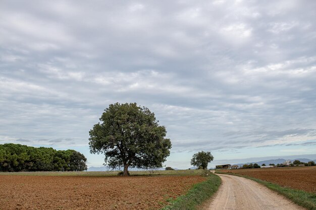 Straßenlandschaft zwischen Feldern und Baum in Vilamalla Girona Katalonien Spanien