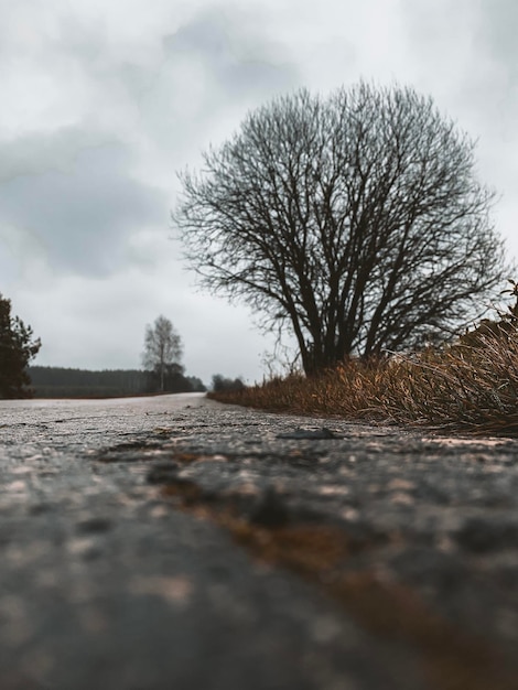 Foto straßenoberfläche inmitten nackter bäume gegen den himmel