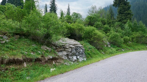 Straßenrand im Bergwald