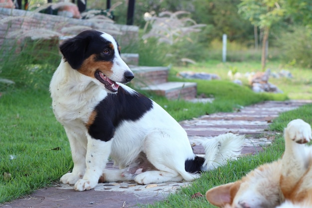 Straßenrandhund auf Gras